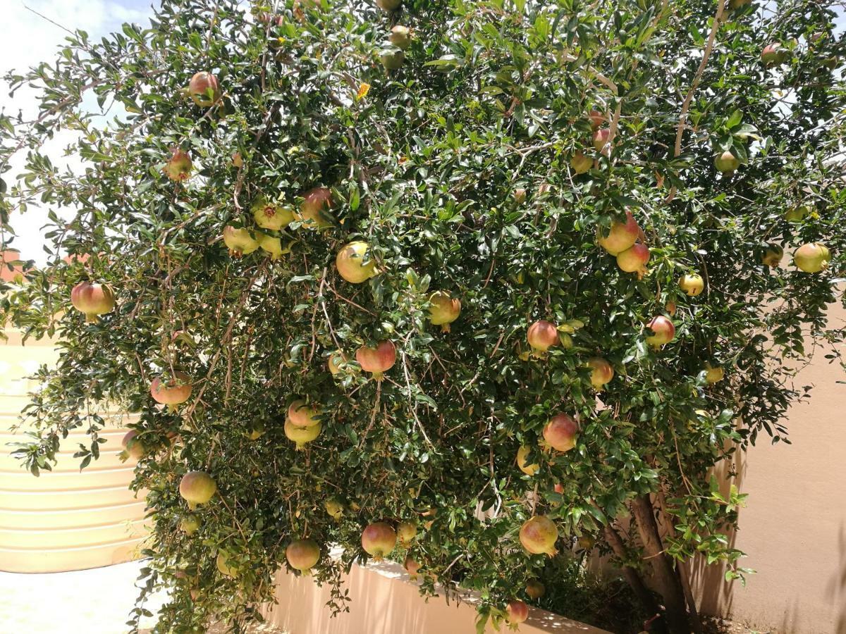 Salassel Al Jabal Al Akhdar Guesthouse Al 'Aqar Exterior photo
